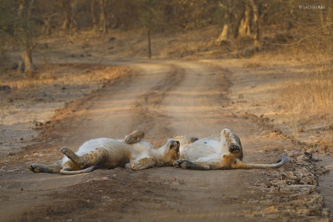 Asiatic Lion from Gir, India