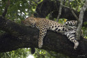 Male leopard on a tree
