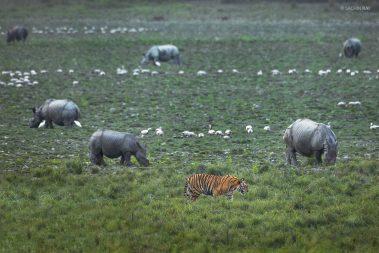 Tiger and Rhinos from Kaziranga