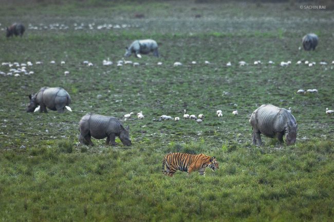 Tiger and Rhinos from Kaziranga