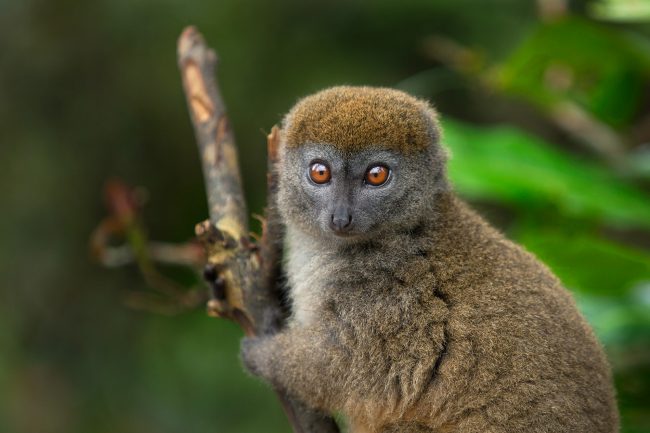 Gray Bamboo Lemur