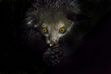 Aye-aye, Madagascar