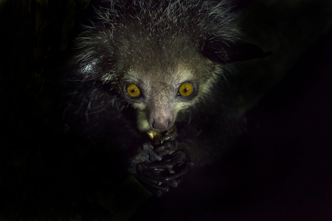 Aye-aye, Madagascar