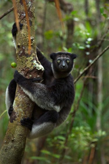Indri from Madagascar