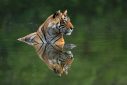 tiger reflection