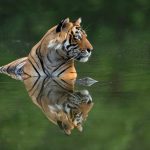 tiger reflection