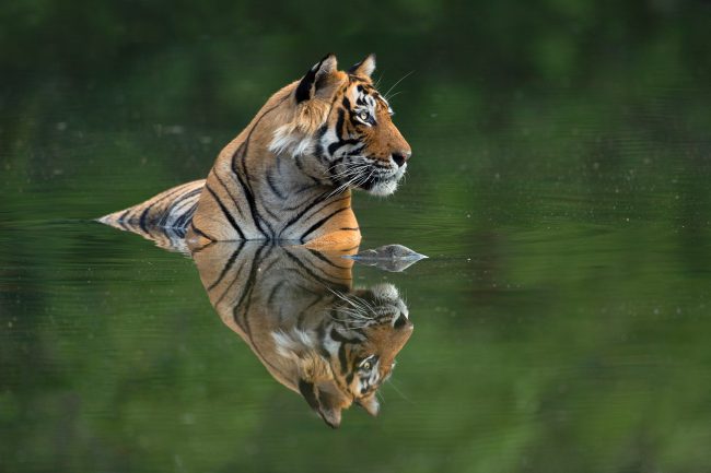 tiger reflection