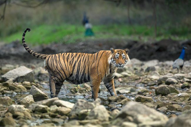 A tiger shaking off water from his legs