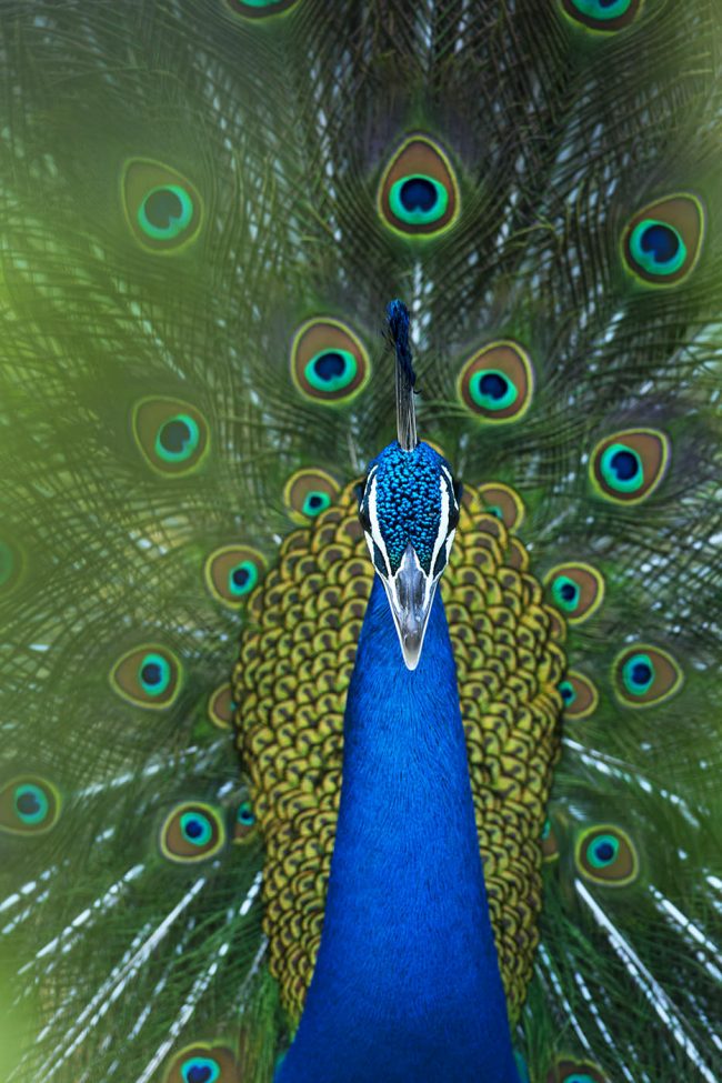Indian peacock