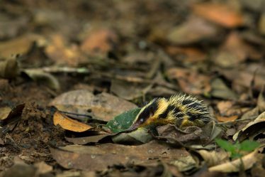 Lowland streaked tenrec