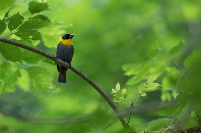 Nelicourvi Weaver from Madagascar