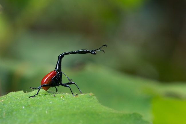 Giraffe Weevil