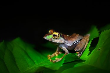 Boophis madagascareinsis