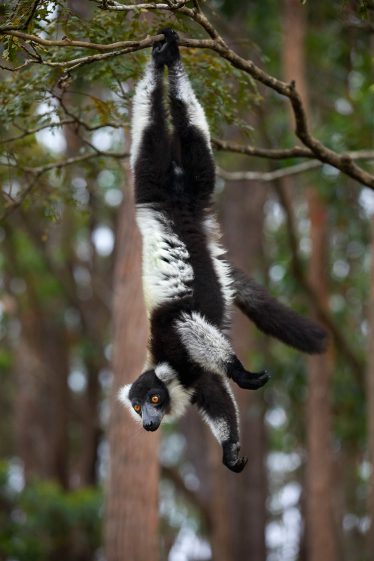 Black and white ruffed lemur