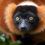 Red Ruffed Lemur, Madagascar