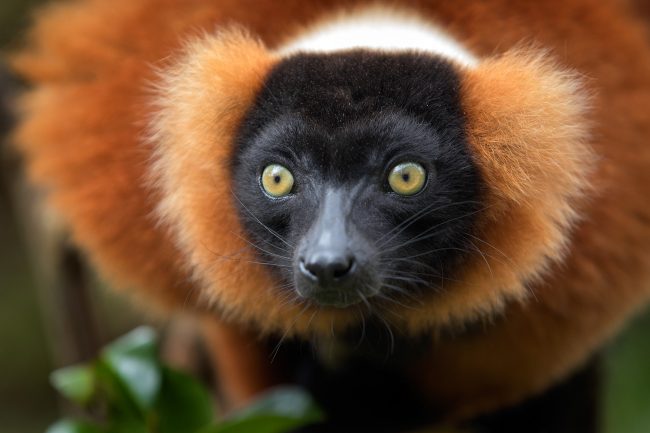 Red Ruffed Lemur, Madagascar