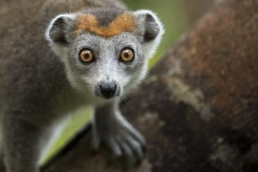 Crowned Lemur