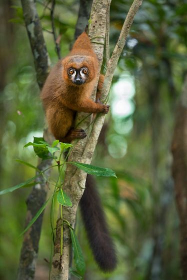 Red-bellied Lemur
