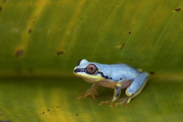 Blue Back Reed Frog