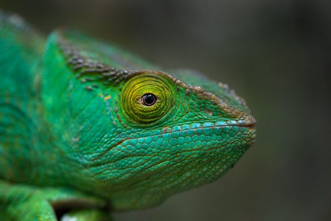 Parson's chameleon