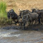 Wildebeest jumping in the Mara river