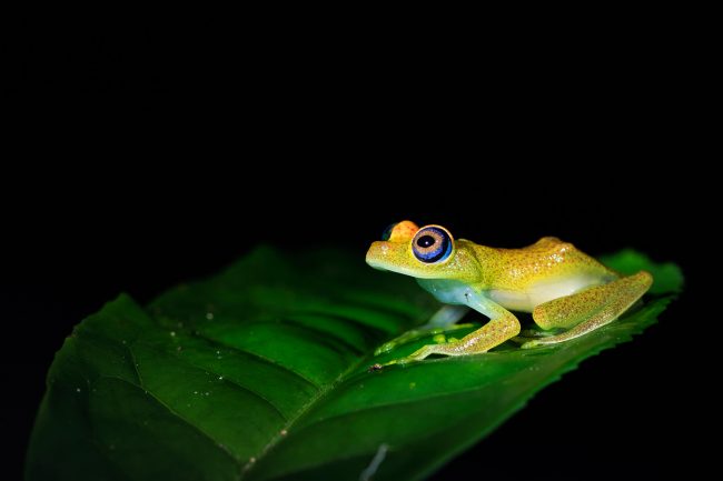 Green bright-eyed frog (Boophis viridis)