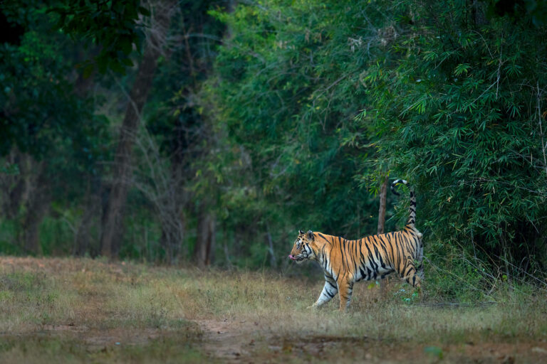 Bandhavgarh Photography Tour