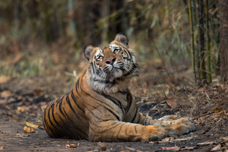 Bandhavgarh Photo Tour