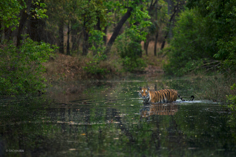 BANDHAVGARH