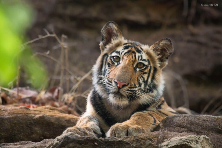 BANDHAVGARH