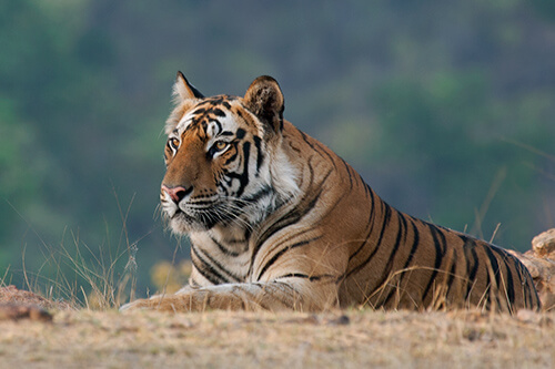 BANDHAVGARH