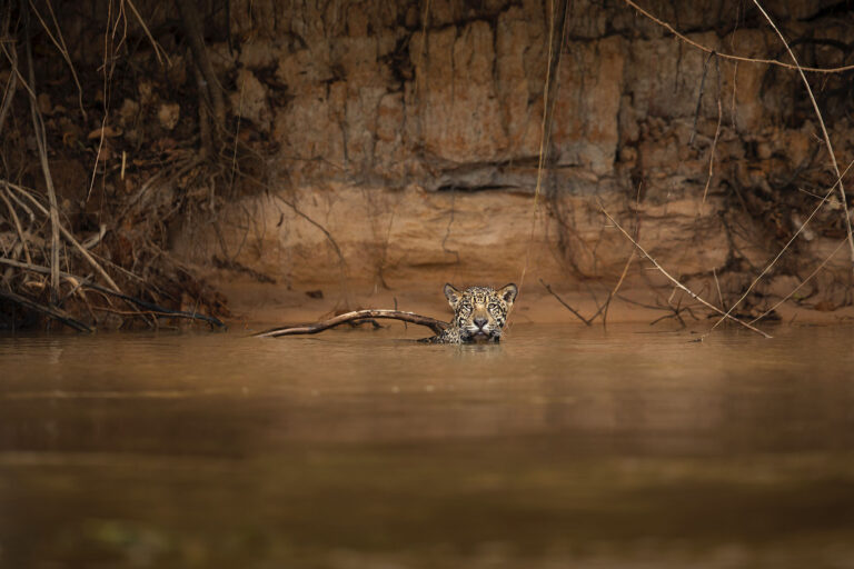PANTANAL PHOTOGRAPHY TOUR