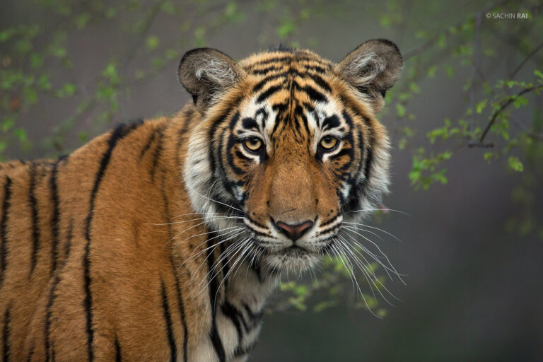 Tadoba Photo Tour